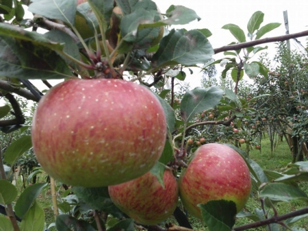 Kebun Apel - Kecamatan Tutur