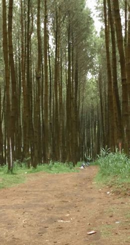Hutan Pinus - Kecamatan Tutur